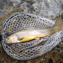 大イワナ登場！